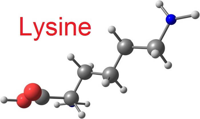 lysine1